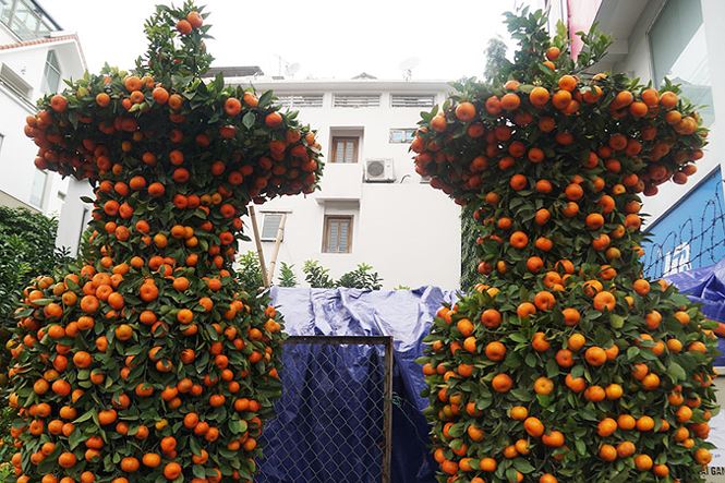 Cặp quất lục bình khủng giá hàng chục triệu ở Hà Nội